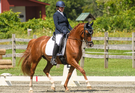 Chestnut Trotting 3